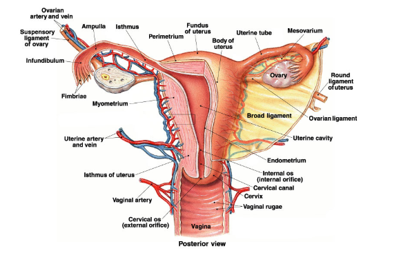 Mengetahui Sistem Reproduksi Manusia Pada Wanita