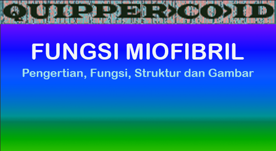 Fungsi Miofibril