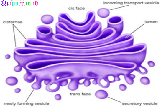 Gambar Badan Golgi