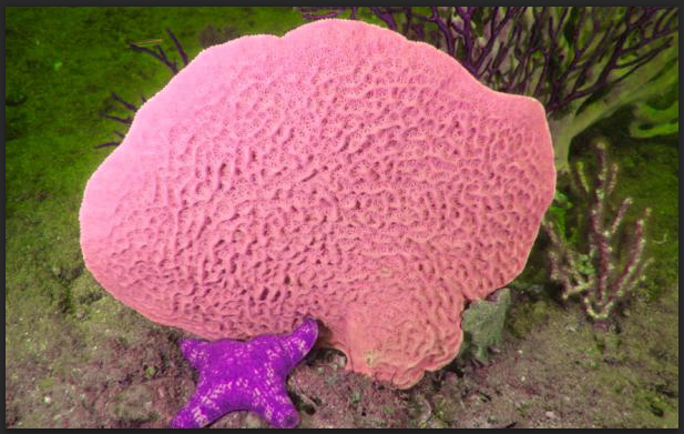 Porifera dimana habitat Calcarea: Ciri