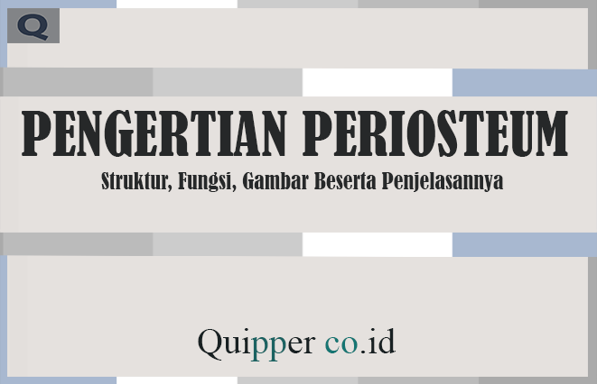 Pengertian Periosteum