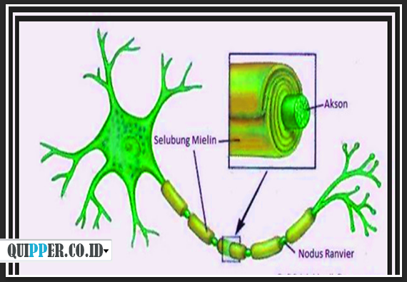 Struktur Selubung Mielin