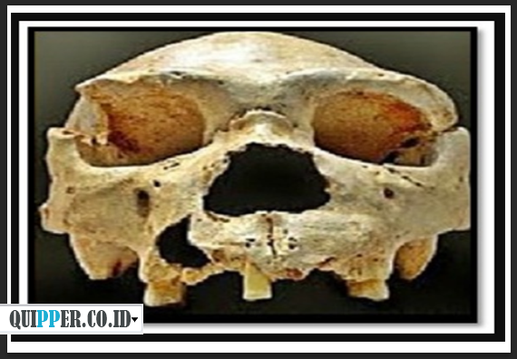 Fosil Pithecanthropus Robustus/Mojokertensis