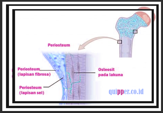 Struktur Periosteum