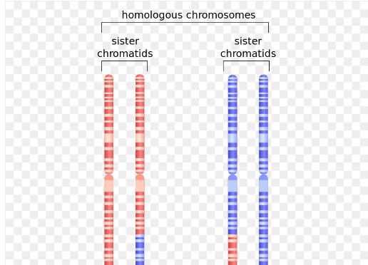 Kromatid Adalah