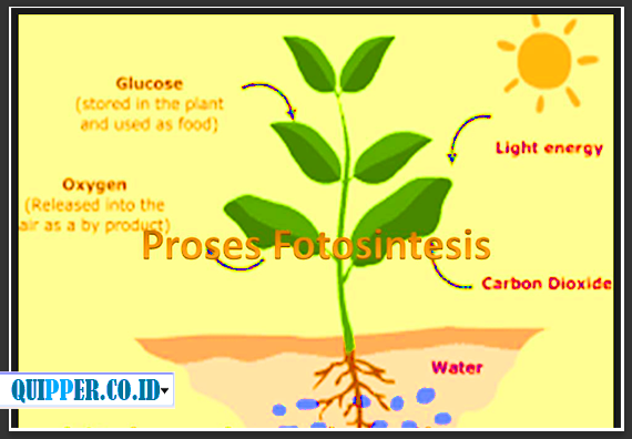 Fungsi Klorofil Pada Proses Fotosintesis
