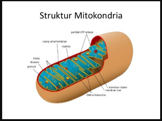 Definition Of Mitochondria