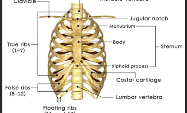 Fungsi Tulang Pipih - Struktur, Gambar, Ciri, Letak, Kelompok dan Contoh