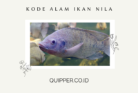 Kode Alam Ikan Nila