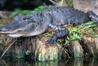 Kode Alam Buaya