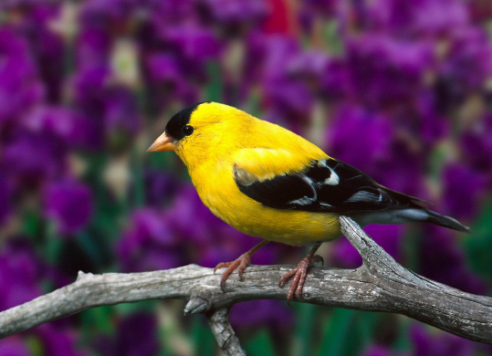 Kode Alam Kejatuhan Kotoran Burung