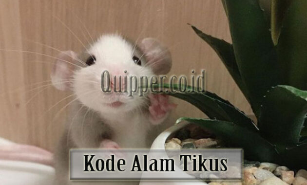 kode alam tikus