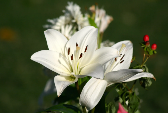 Kode Alam Mimpi Bunga Lily