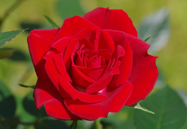 Kode Alam Bunga mawar merah