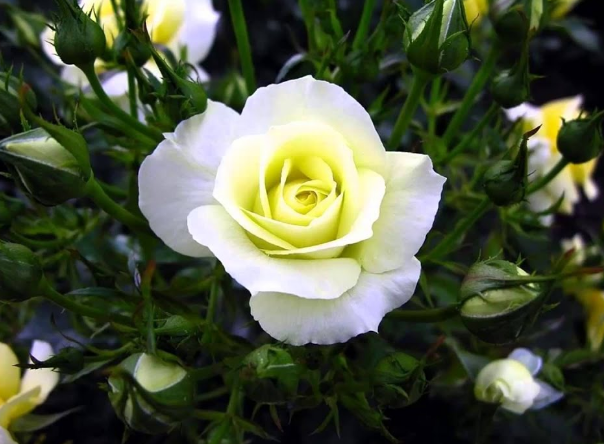 Kode Alam Mimpi bunga mawar putih