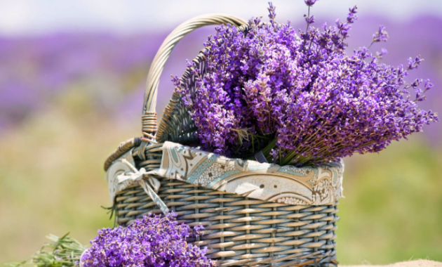 Kode Alam Mimpi Bunga lavender
