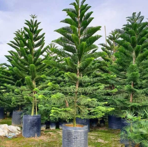 Kode Alam Pohon Cemara