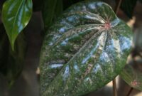 Kode Alam Daun Sirih