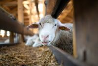 Kode Alam Kambing