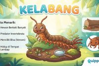 Kode Alam Kelabang