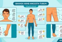 Bahasa Arab Anggota Tubuh Bahasa Arab Anggota Tubuh