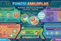 Fungsi Amiloplas