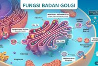 Fungsi Badan Golgi Fungsi Badan Golgi