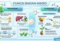 Fungsi Badan Mikro Fungsi Badan Mikro