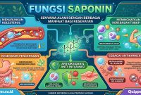 Fungsi Saponin Fungsi Saponin