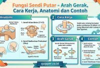 Fungsi Sendi Putar Fungsi Sendi Putar