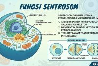 Fungsi Sentrosom Fungsi Sentrosom