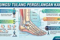 Fungsi Tulang Pergelangan Kaki