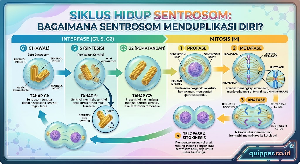 Siklus Hidup Sentrosom